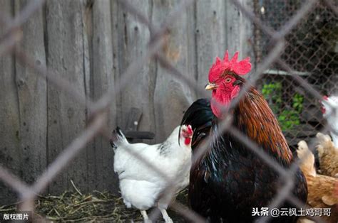 自己養雞|你想自己養雞嗎？新手養雞入門指南1